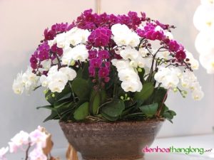 Lan Hồ Điệp 002