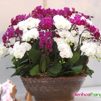 Lan Hồ Điệp 002