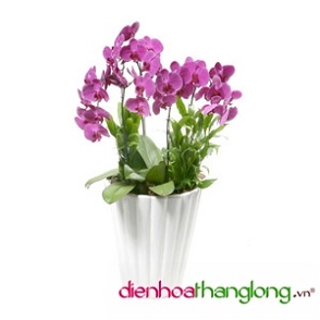 Lan Hồ Điệp 006