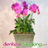 Lan Hồ Điệp 007