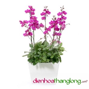 Lan Hồ Điệp 008