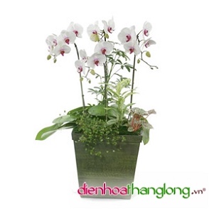 Lan Hồ Điệp 009