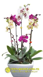 Lan Hồ Điệp 011