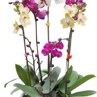 Lan Hồ Điệp 011