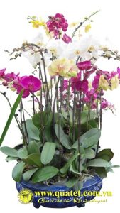 Lan Hồ Điệp 012