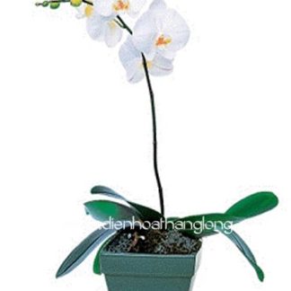 Lan Hồ Điệp 013