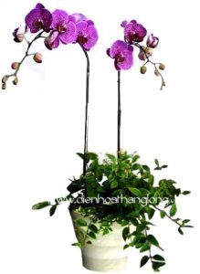 Lan Hồ Điệp 014