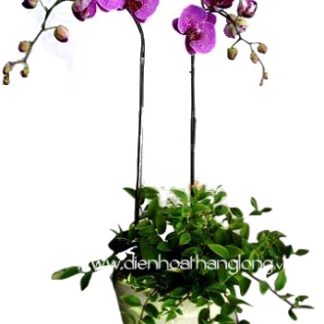 Lan Hồ Điệp 014